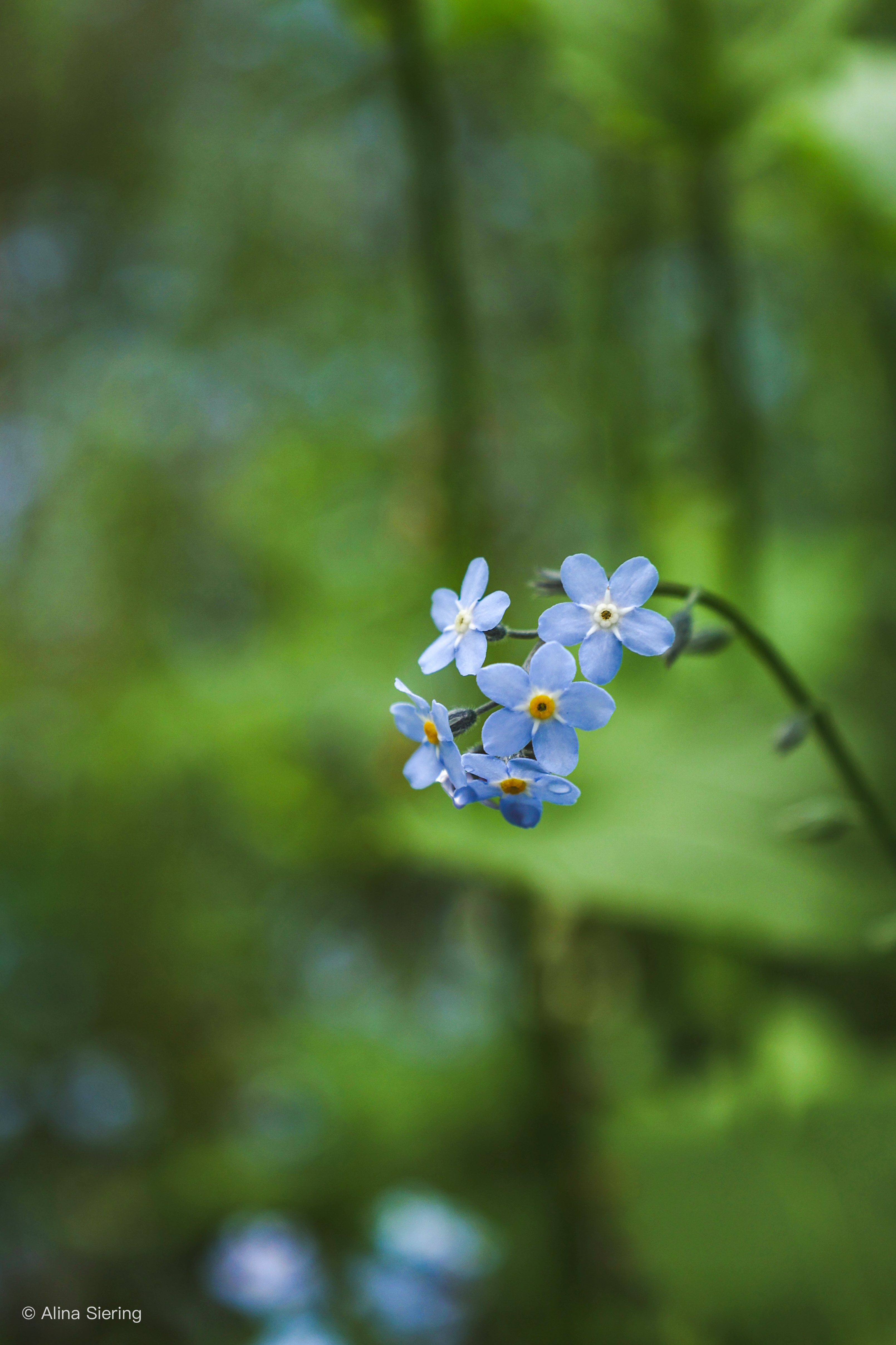 Southtyrol Flower blue